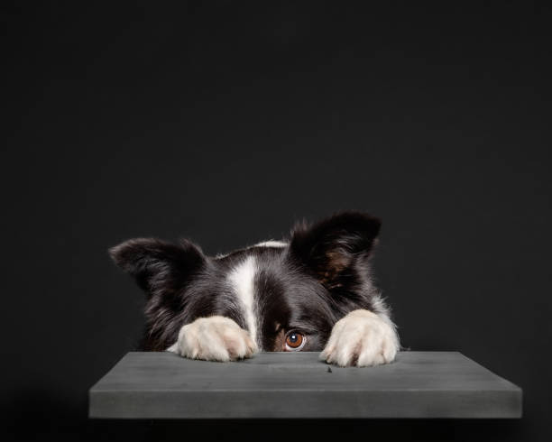 collie noir et blanc de frontière se cachant derrière le tabouret gris - peur photos et images de collection