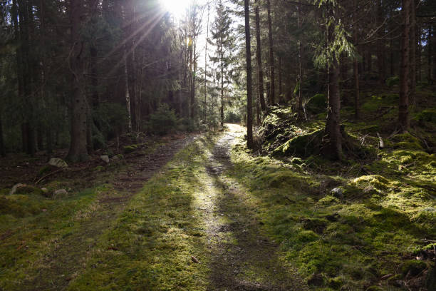 Sun beams by a mossy forest road stock photo