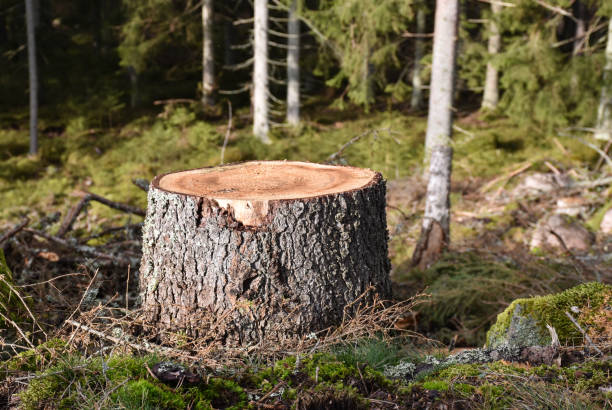 木の切り株をクローズアップ - tree stump ストックフォトと画像