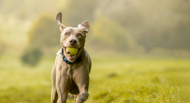 weimaraner pies na scenie wsi - dog park retrieving humor zdjęcia i obrazy z banku zdjęć