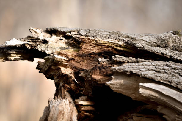 istock Wildlife at FDR Park 1207310182