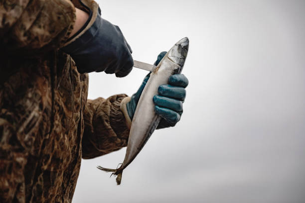 istock Fisherman cleans fish on the shore 1207310287