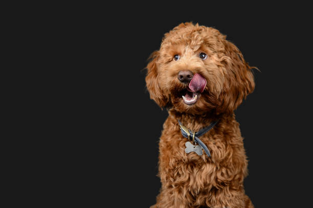 Ginger cockerpoo on dark background Beautiful dog poses for the camera paw licking domestic animals stock pictures, royalty-free photos & images