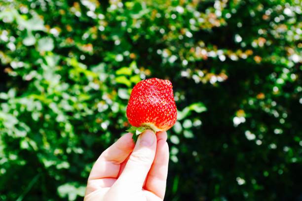 istock Female hand holding a red strawberry 1207310391
