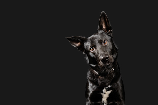 A man in casual clothing sits with his obedient German Shepard service dog in the lobby of a hospital or corporate business building.