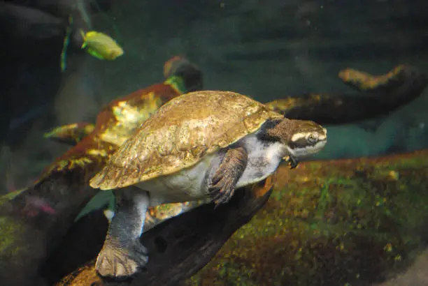 Very interesting turtle swimming along underwater.