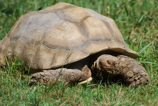 Tortoise moving slowly through grass as he snacks.