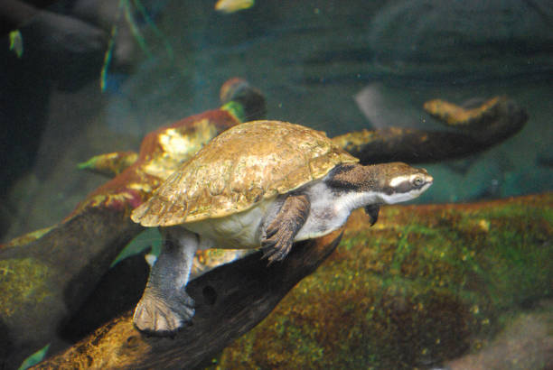 istock Turtles Swimming Along Under the Water 1207311389
