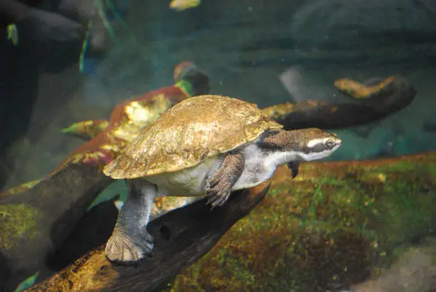 Small turtle with webbed feet swimming along underwater.