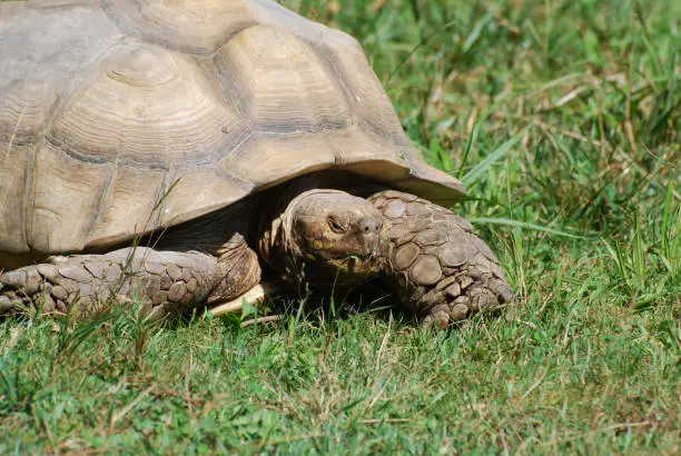 Tortoise snacking on blades of grass in the wild.