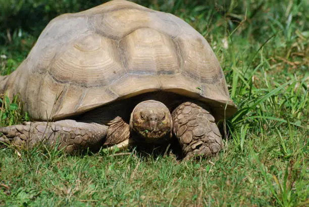 Large tortoise creeping through green grass.