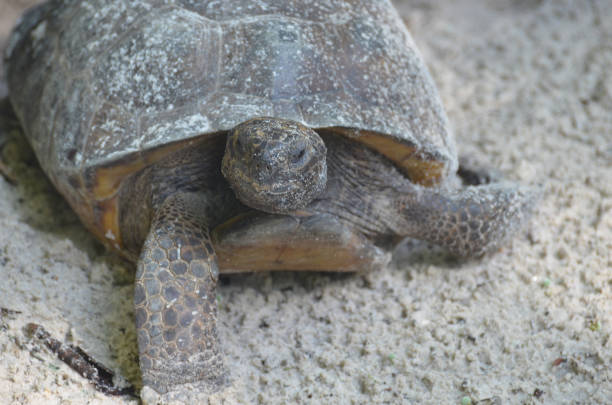 istock Large Tortoise Walking and Moving Slowly 1207311460