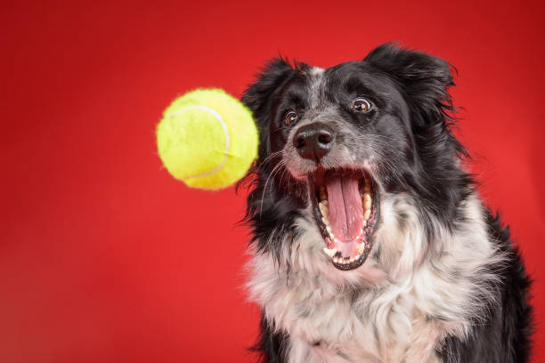 istock Dog catches tennis ball on bright red background 1207311475