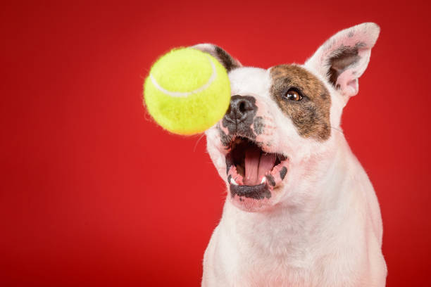 istock Dog catches tennis ball on bright red background 1207311547