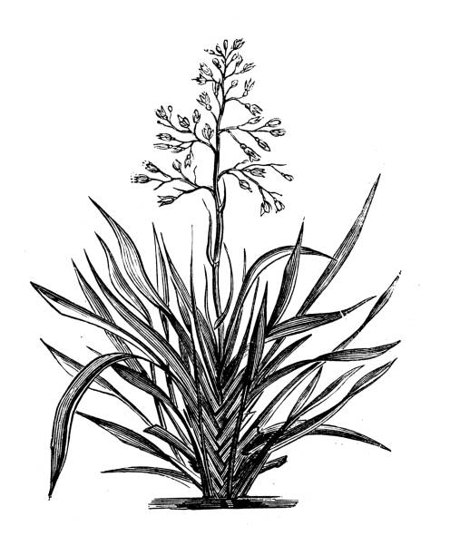 골동품 식물성 삽화: 포름 테낙스, 뉴질랜드 아마 - new zealand flax stock illustrations