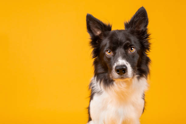istock Black and white border collie on yellow background 1207311754