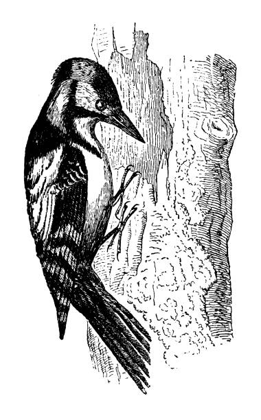 Antique animal illustration: great spotted woodpecker (Dendrocopos major) Antique animal illustration: great spotted woodpecker (Dendrocopos major) dendrocopos major stock illustrations