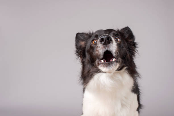 Black and white border collie on gray background Black and white large border collie dog on a soft grey background barking animal photos stock pictures, royalty-free photos & images