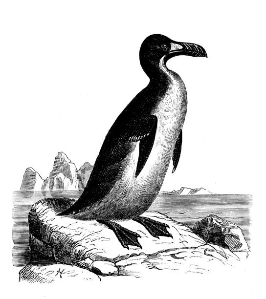 istock Antique animal illustration: razorbill, lesser auk, Alca torda 1207313696
