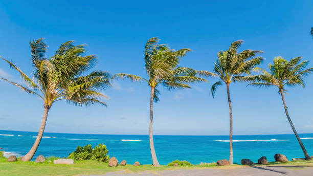 istock Palm trees against the blue sea and blue sky 1207313817