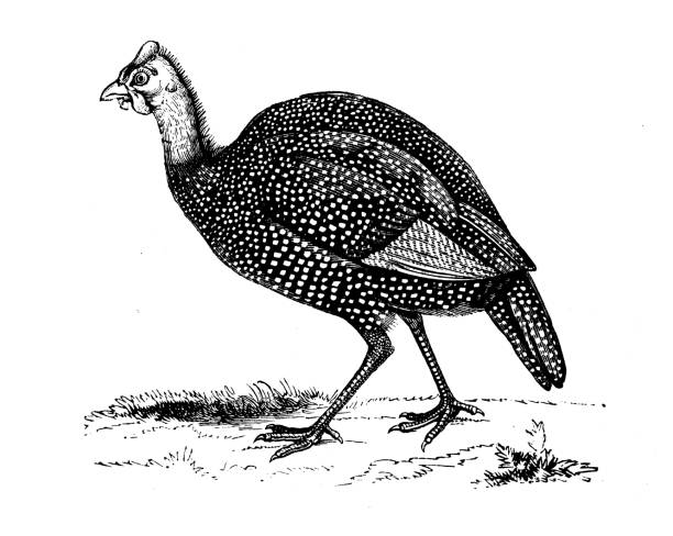 ilustrações, clipart, desenhos animados e ícones de ilustração animal antiga: aves-do-guinéu com capacete (numida meleagris) - turkey woodcut engraving antique