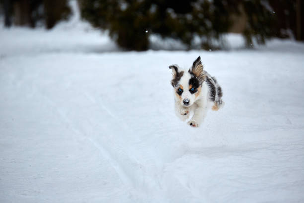 Flying puppy in the snow