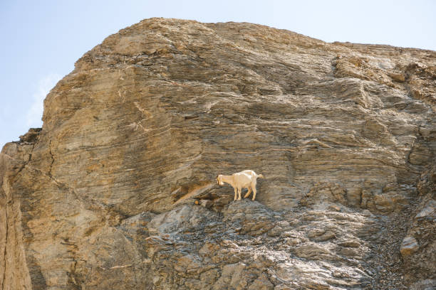 istock Mountain goats in the rocks, Greece 1207317331