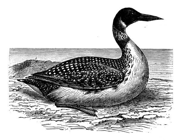 Antique animal illustration: Gavia, loon, diver Antique animal illustration: Gavia, loon, diver arctic loon stock illustrations