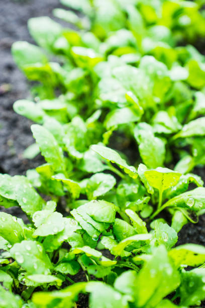 istock Radish growth in the garden 1207317861