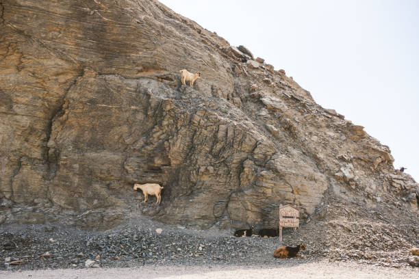 istock Welcome to Olympos sign with goats lying around 1207318130