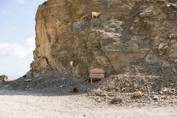 istock Welcome to Olympos sign with goats lying around 1207318453