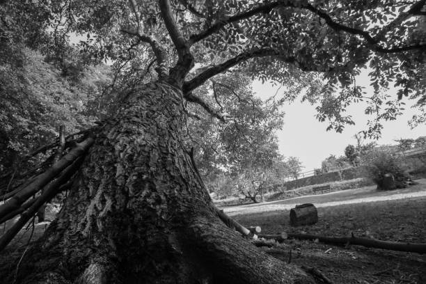 istock Black and White Close Up of Large Tree in a Rural Setting 1207319864