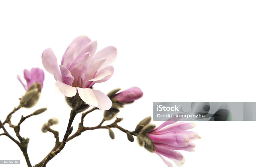 ピンクのマグノリアの花白で分離 - カットアウトのロイヤリティフリーストックフォト