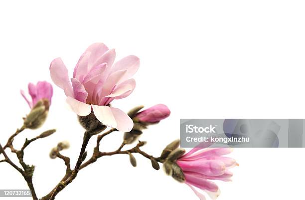 ピンクのマグノリアの花白で分離 - カットアウトのストックフォトや画像を多数ご用意 - カットアウト, カラー画像, ピンク色