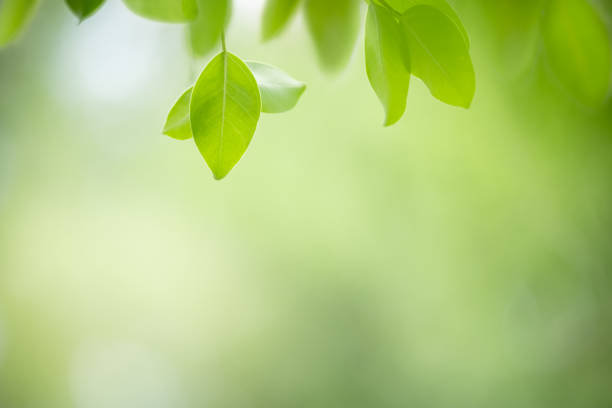 istock Close up of nature view green leaf on blurred greenery background under sunlight with bokeh and copy space using as background natural plants landscape, ecology wallpaper concept. 1207323367
