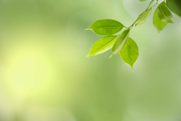 istock Close up of nature view green leaf on blurred greenery background under sunlight with bokeh and copy space using as background natural plants landscape, ecology wallpaper concept. 1207323464