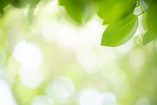 istock Close up of nature view green leaf on blurred greenery background under sunlight with bokeh and copy space using as background natural plants landscape, ecology wallpaper concept. 1207323556