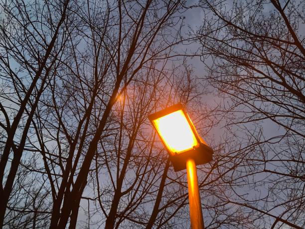 istock Bright electric street lights with bare trees in Background 1207323584