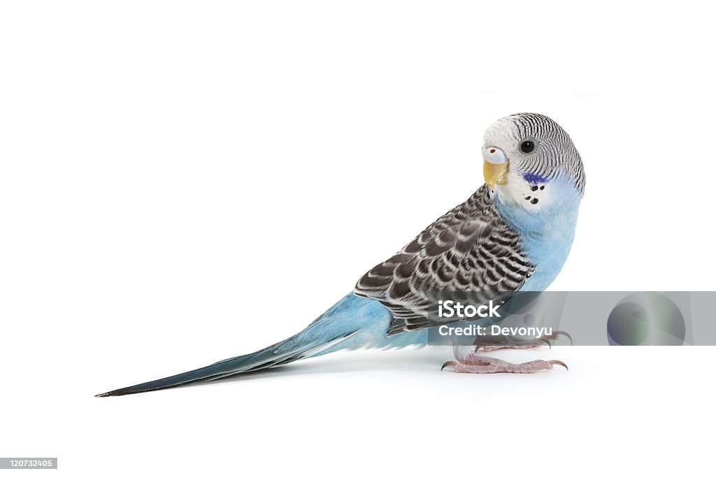A blue budgie bird looking over its shoulder blue budgie close up shot Budgerigar Stock Photo