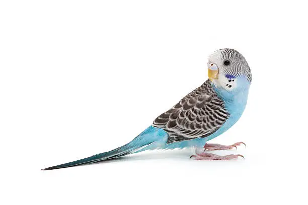 Photo of A blue budgie bird looking over its shoulder