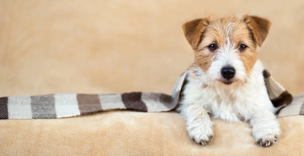 istock Smiling cute pet dog puppy lying on the sofa, web banner 1207325766