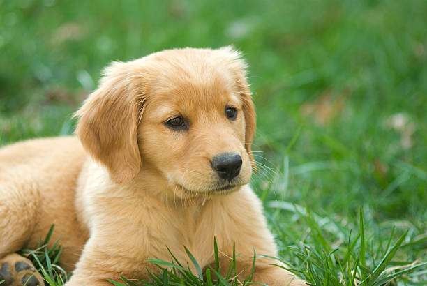 istock Golden Retriever Puppy 120732629
