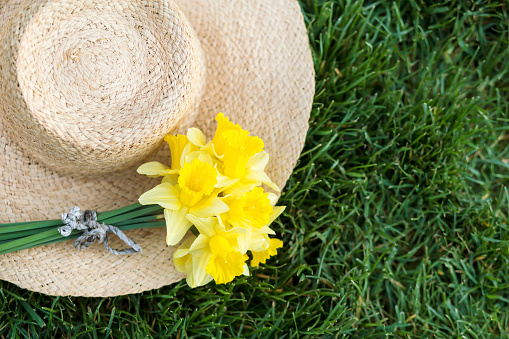 Spring forward, springtime, easter concept, bouquet of yellow daffodil flowers with a straw hat in the grass