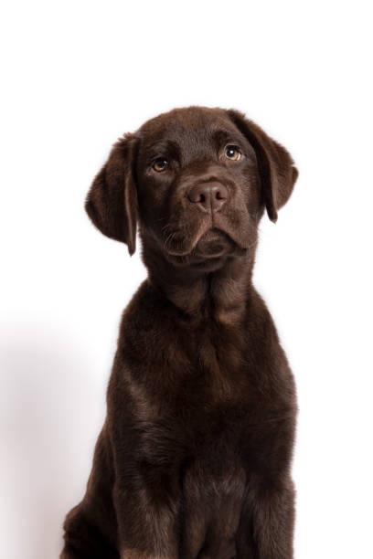 istock Beautiful chocolate colored Labrador puppy sitting looking towards camera on white background. 1207329309
