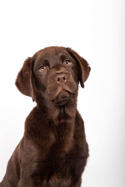 istock Beautiful 3 month Labrador puppy on white background. Vertical image. 1207329312