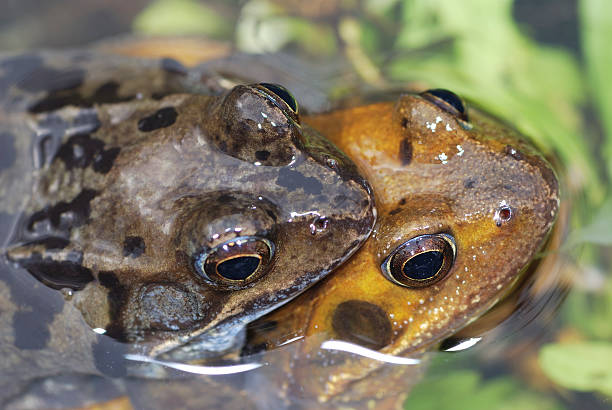 istock Frog sex 120733217