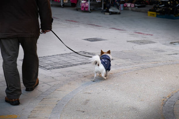 istock Unrecognized senior holding his white small dog walking in the streets 1207332782