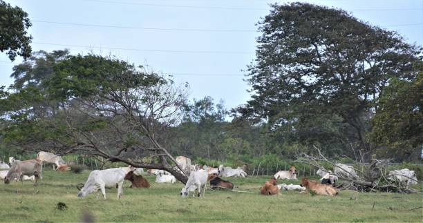 istock Grazing cattle in the Dominican Republic 1207334183