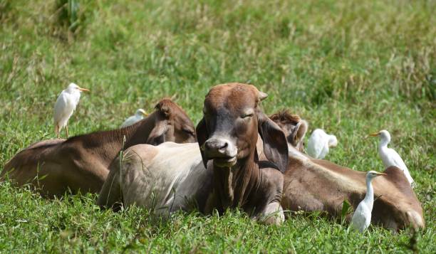 istock Grazing cattle in the Dominican Republic 1207334487