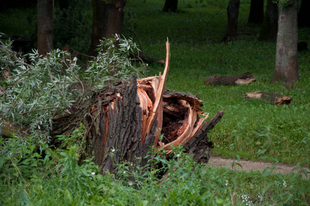 istock Large fallen tree after storm in a public park, disaster and danger after hurricane 1207334560